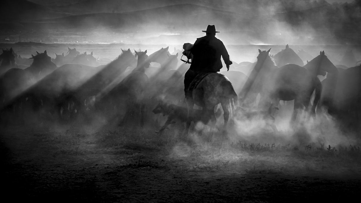 cowboy Poster och Canvastavla