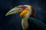 Hornbill Poster och Canvastavla