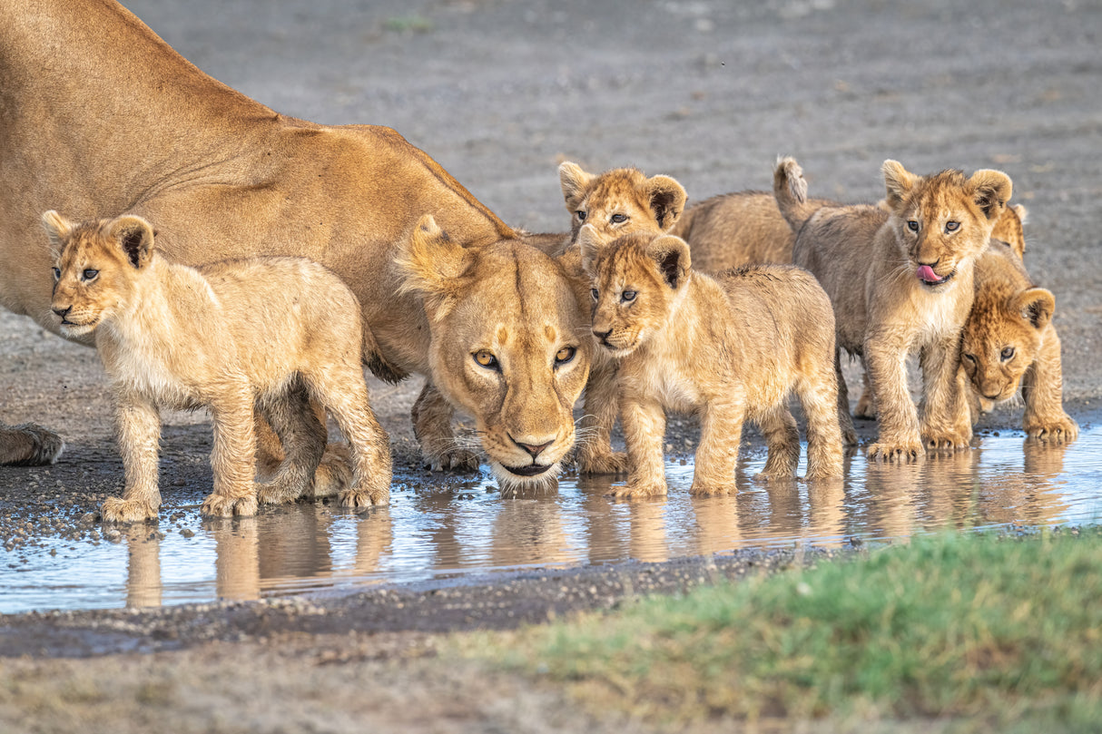 Wariness at the water hole Poster och Canvastavla