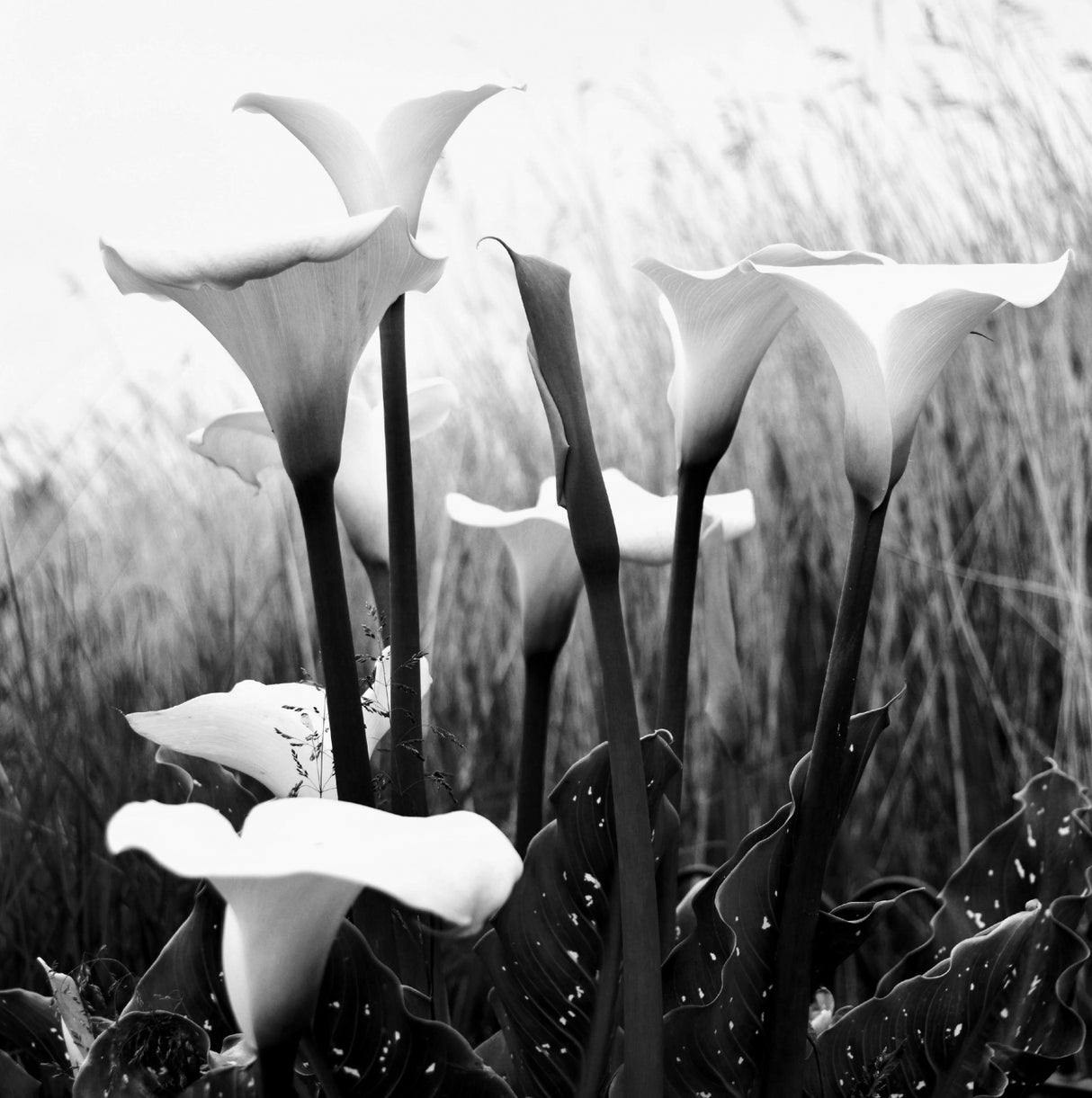 Hyde Park Lillies Poster och Canvastavla