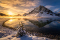 The Tree and Mountain Poster och Canvastavla
