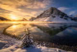 The Tree and Mountain Poster och Canvastavla