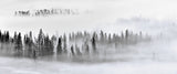 Foggy Forest Poster och Canvastavla
