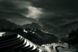 The rice fields Poster och Canvastavla
