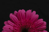 beautiful flower Poster och Canvastavla
