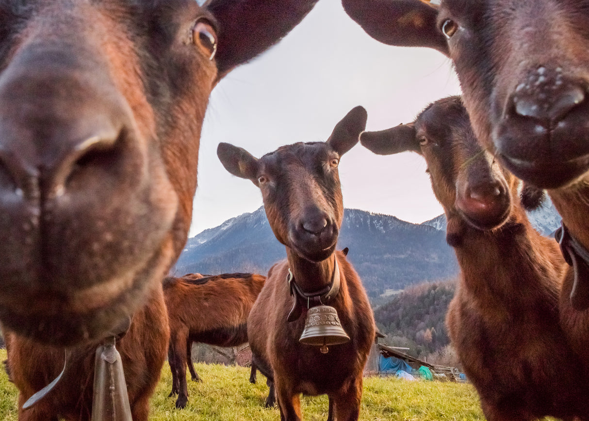 Curious Goats Poster och Canvastavla