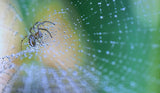 The universe in infinitely small... Poster och Canvastavla