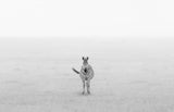 Lonely Zebra Poster och Canvastavla
