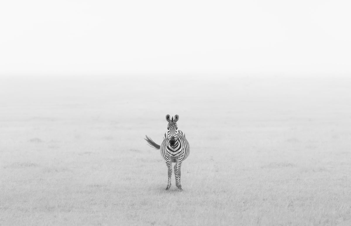Lonely Zebra Poster och Canvastavla