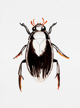 Water scavenger beetle or Hydrophilus aterrimus Poster och Canvastavla