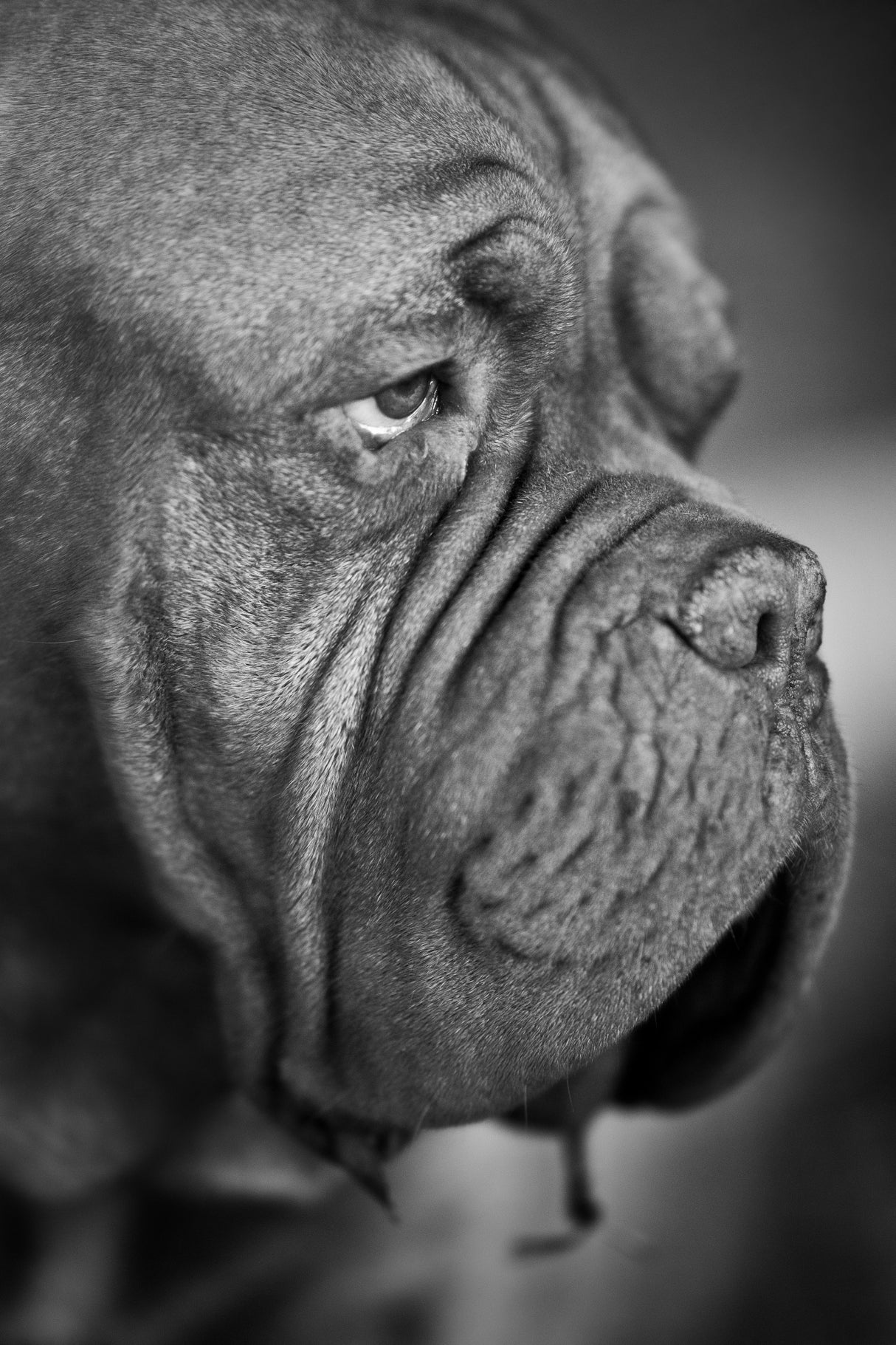 dog portrait Poster och Canvastavla