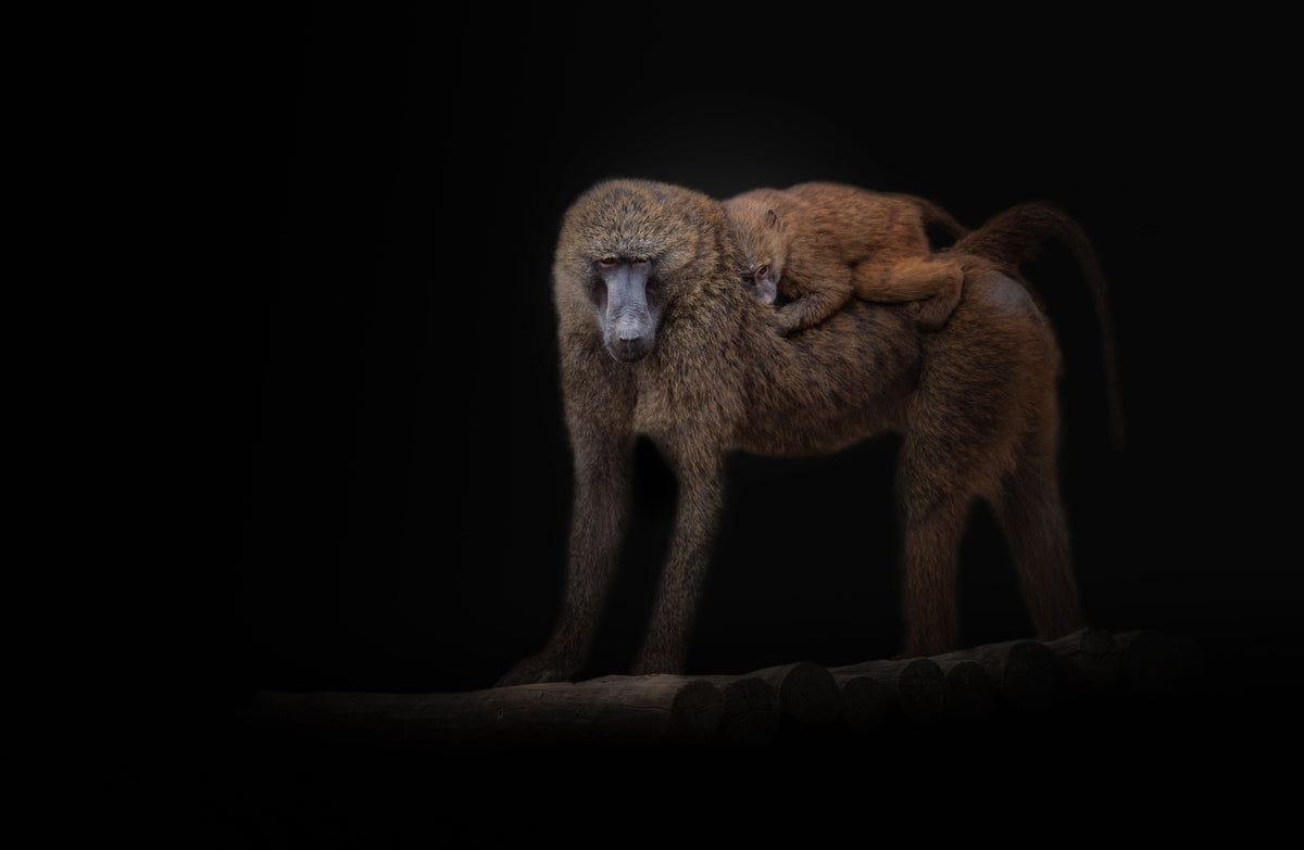 Baboons Poster och Canvastavla