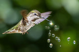 Hummingbirds Playing Water Drops Poster och Canvastavla