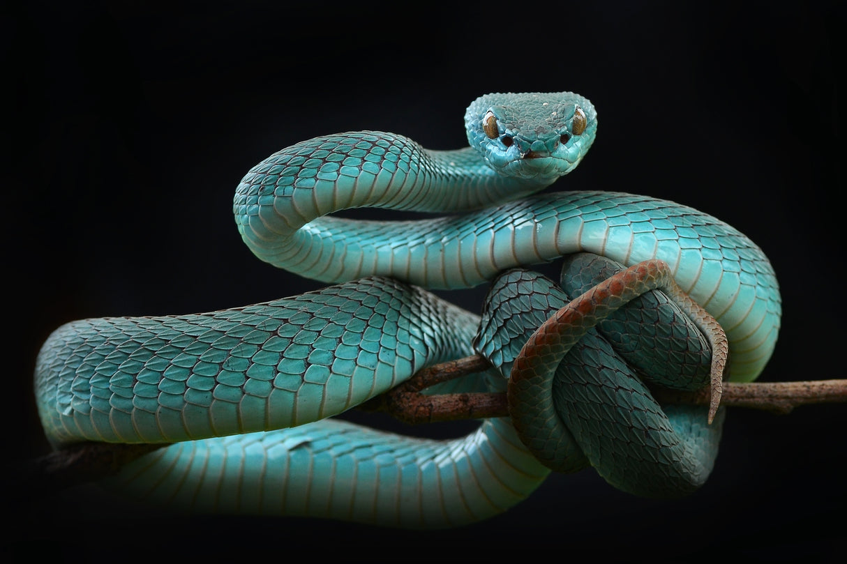 trimeresurus insularis [Blue] Poster och Canvastavla