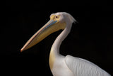 Great White Pelican Poster och Canvastavla