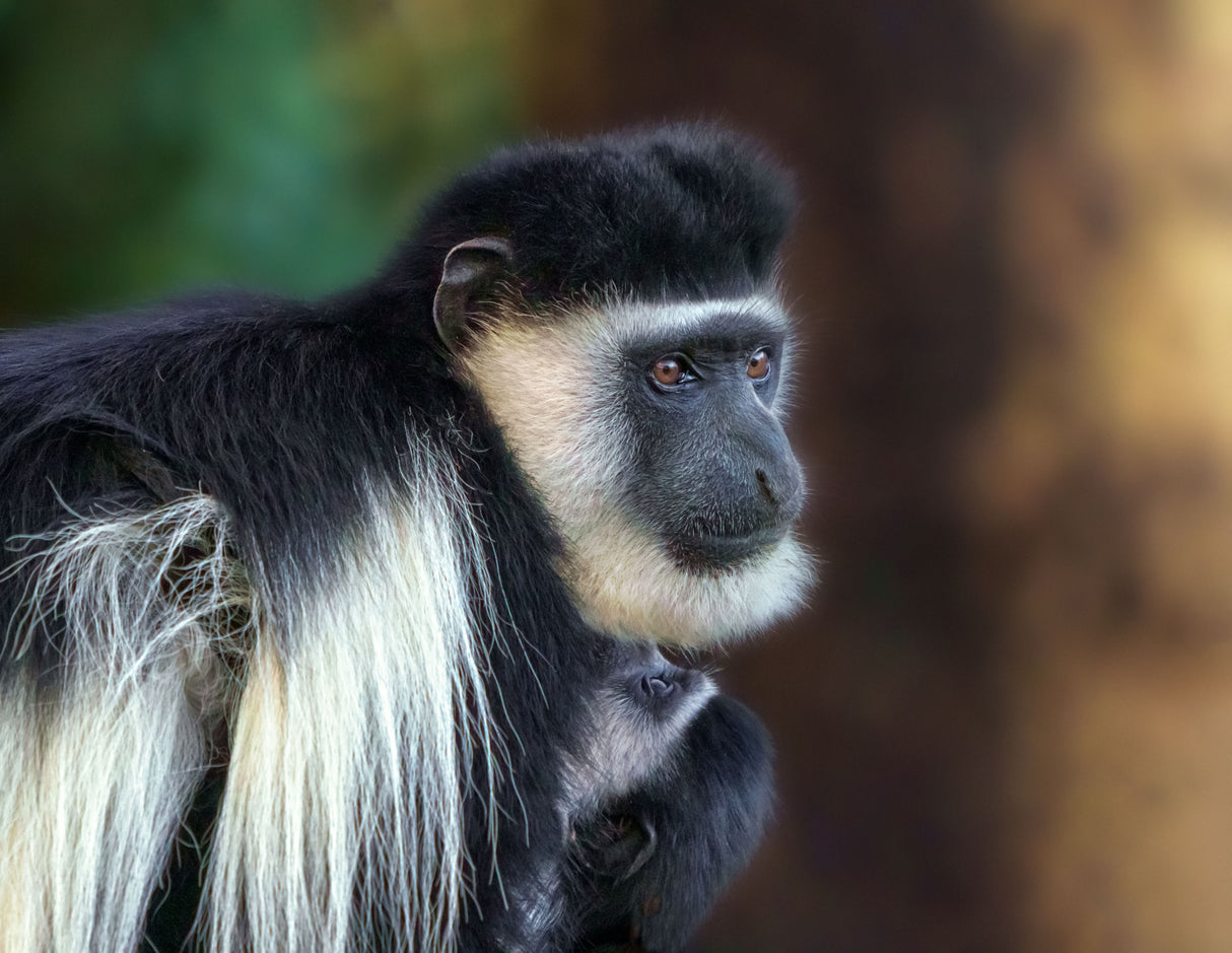 Colobus guereza 7R46907 Poster och Canvastavla