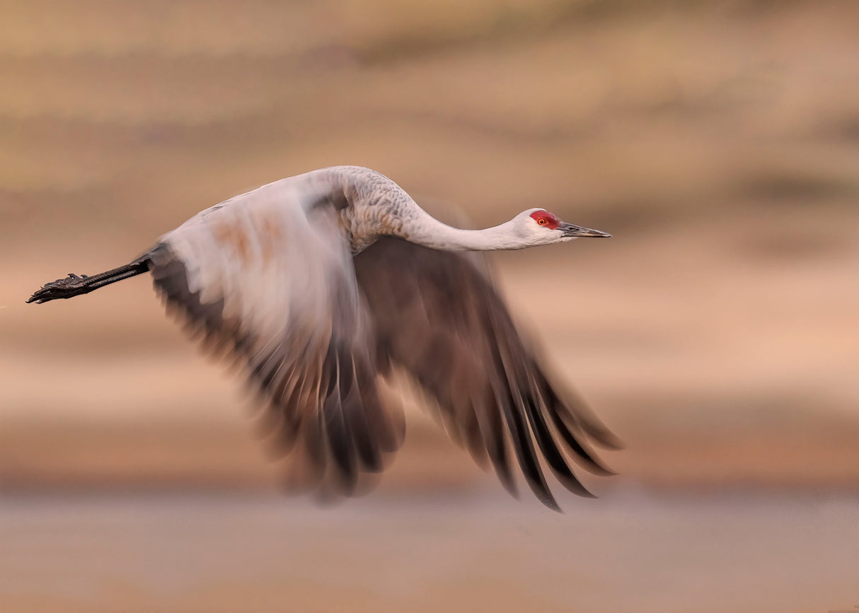 Flying sandhill crane Poster och Canvastavla