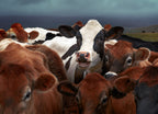 Laughing Cow Poster och Canvastavla