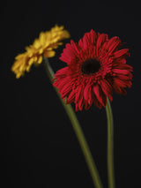 multicolored Gerbera flowers Poster och Canvastavla
