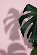 Monstera Pink 10 Poster och Canvastavla