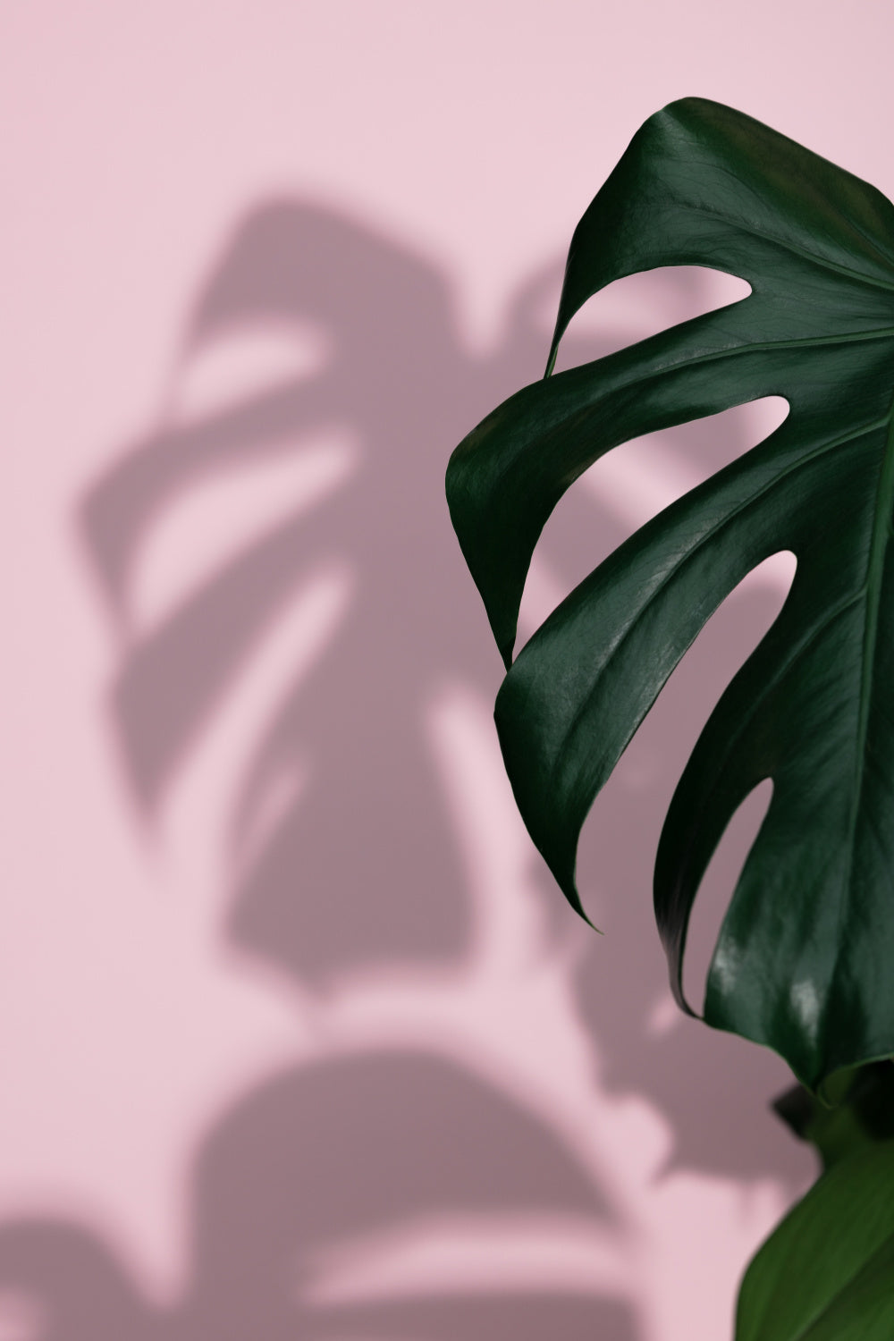 Monstera Pink 10 Poster och Canvastavla