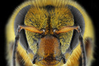 Yellow-Faced Bee Poster och Canvastavla