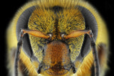Yellow-Faced Bee Poster och Canvastavla