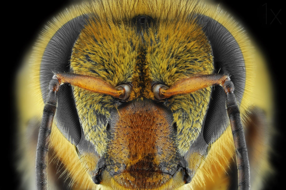 Yellow-Faced Bee Poster och Canvastavla