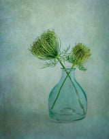 Queen Anne's Lace 2 Poster och Canvastavla