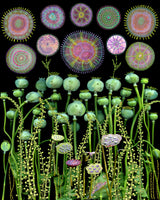 Poppy Floral Meadow.png Poster och Canvastavla