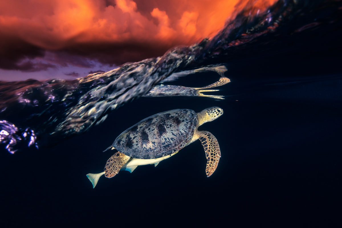 Green turtle and sunset - Sea Turtle Poster och Canvastavla