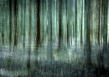 Forest light Poster och Canvastavla