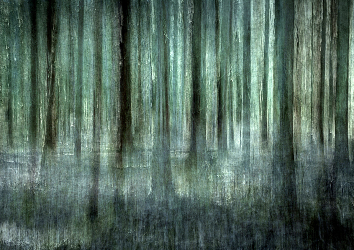 Forest light Poster och Canvastavla