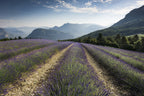 Lavender Hills Poster och Canvastavla