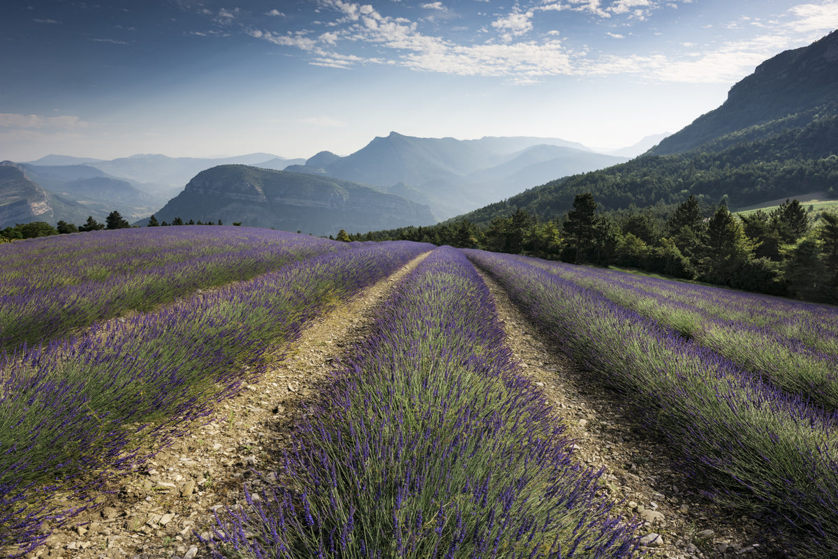 Lavender Hills Poster och Canvastavla