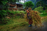 Childhood in Ha Giang Poster och Canvastavla