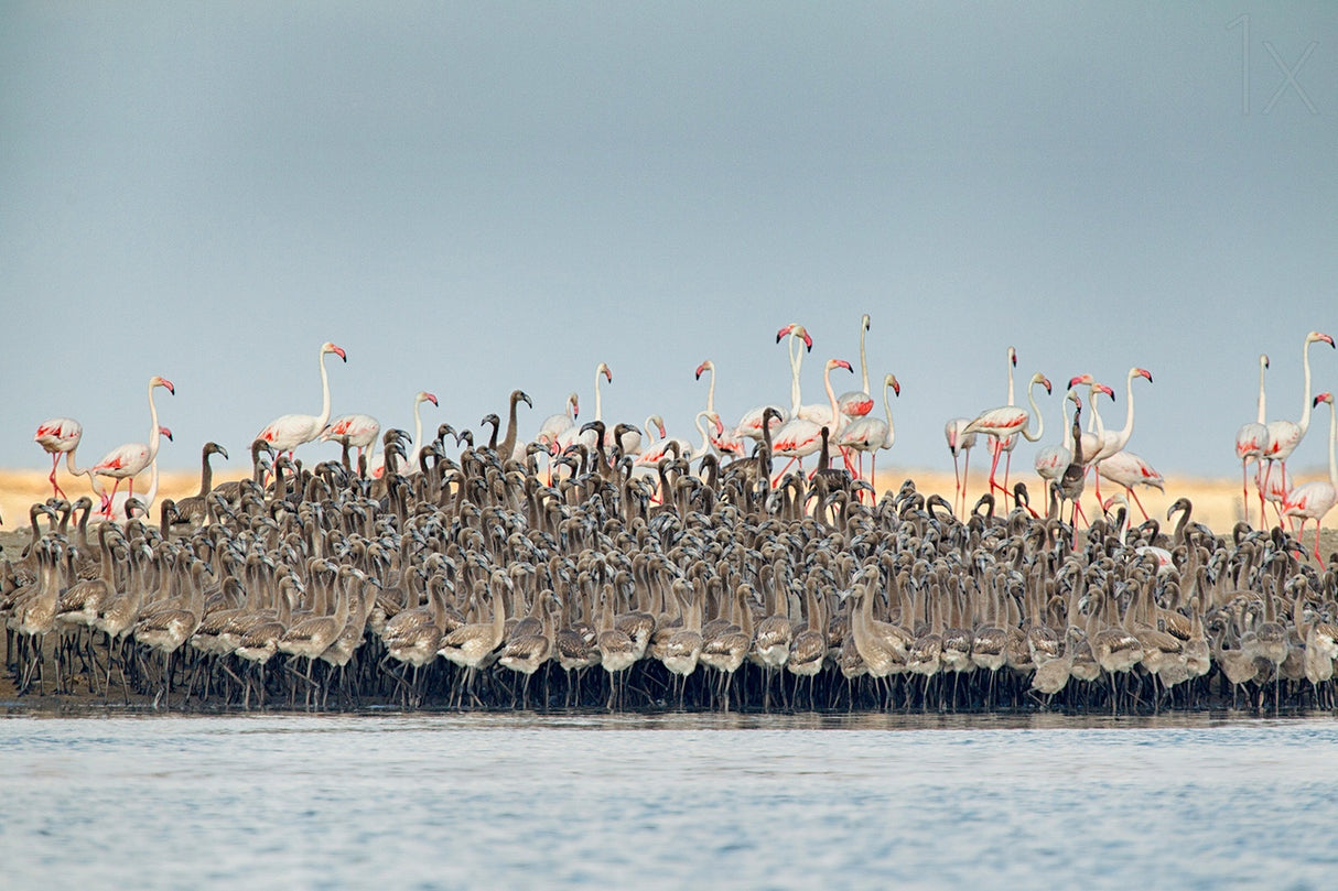 Flamingos nursery Poster och Canvastavla