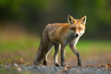 Red Fox Poster och Canvastavla