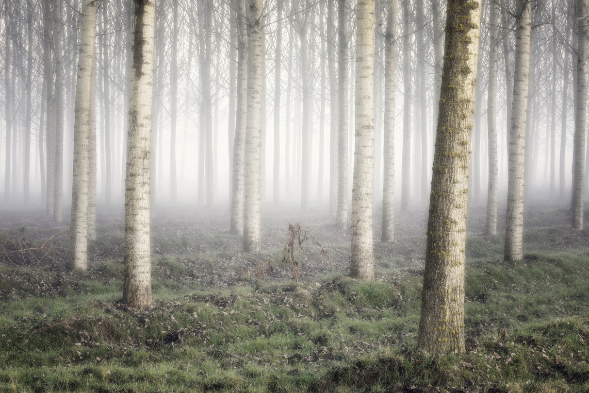 Poplar grove Poster och Canvastavla