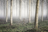 Poplar grove Poster och Canvastavla