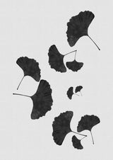 Ginkgo Leaf Black & White I Poster och Canvastavla