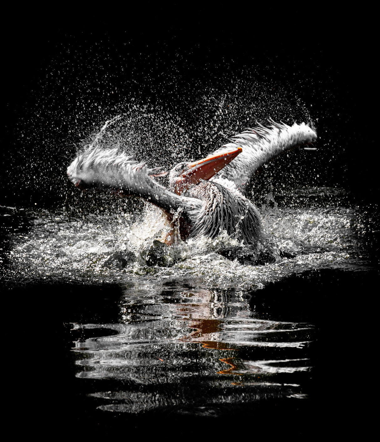 ...splashing Poster och Canvastavla