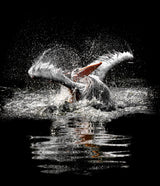 ...splashing Poster och Canvastavla