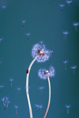 Dandelion dance Poster och Canvastavla
