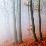 Beeches Poster och Canvastavla