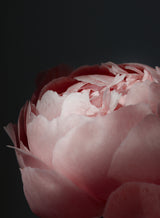 Moody blush peony II Poster och Canvastavla