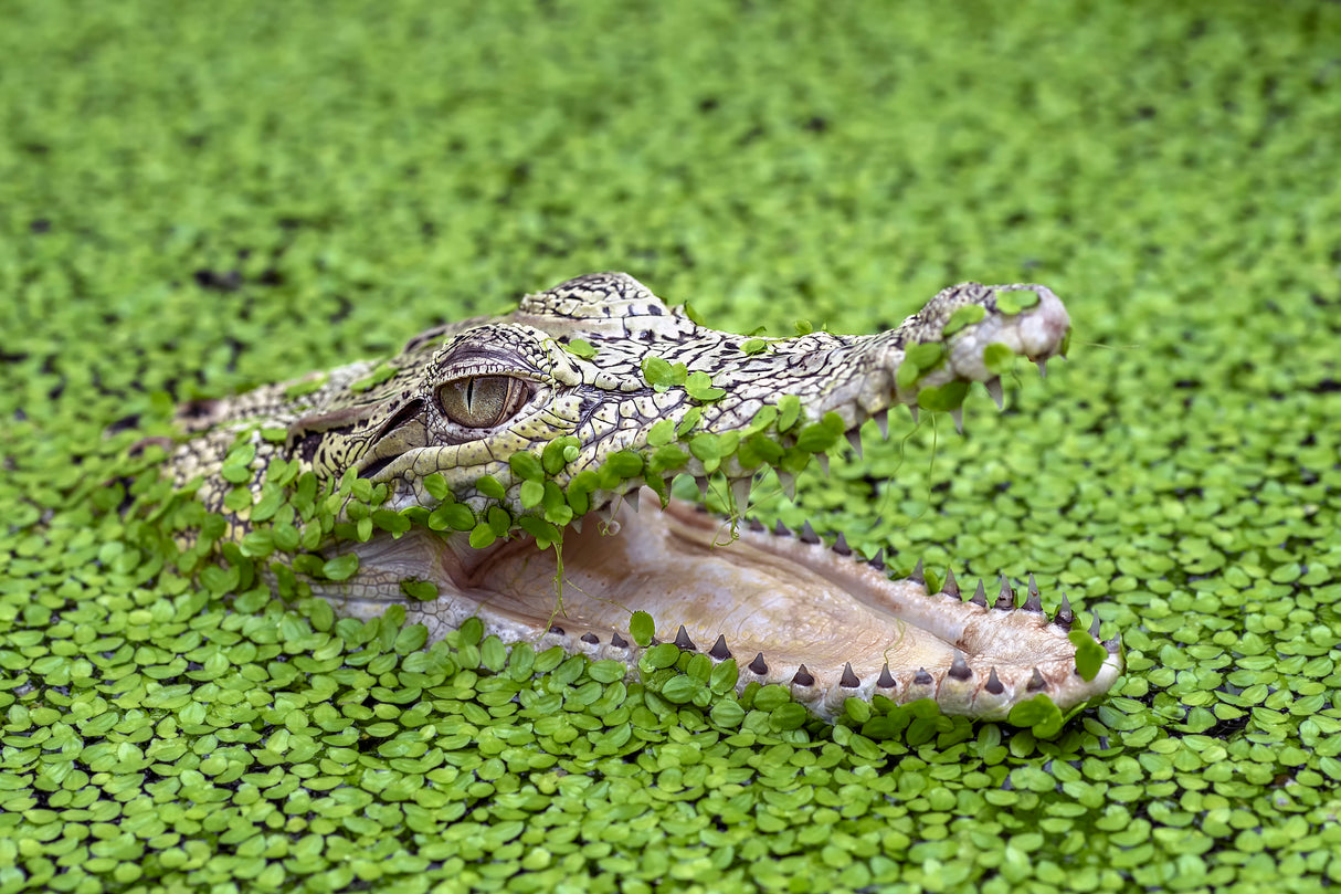 salt water crocodile Poster och Canvastavla