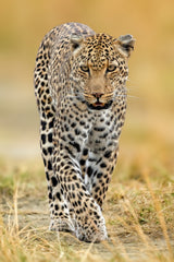 leopard Poster och Canvastavla