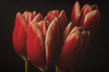 Flowers Poster och Canvastavla