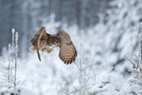 Eurasian eagle-owl Poster och Canvastavla